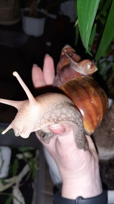 Равлики.Ахатин.ретики