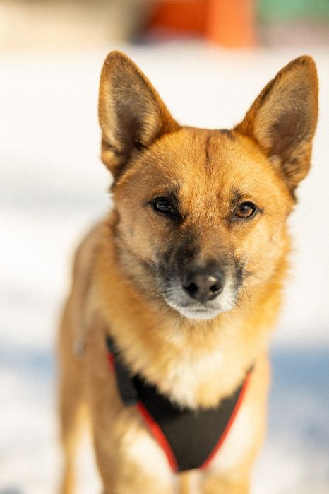 Рудий песик Джинджер шукає дім