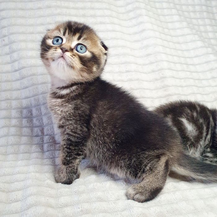 Ідеальне кошеня хлопчик