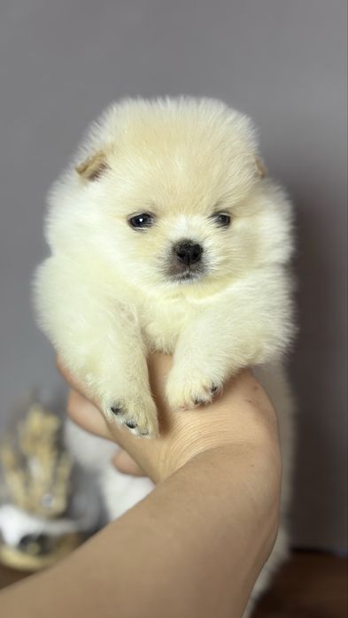 хлопчик шоу класу ти ведмедик