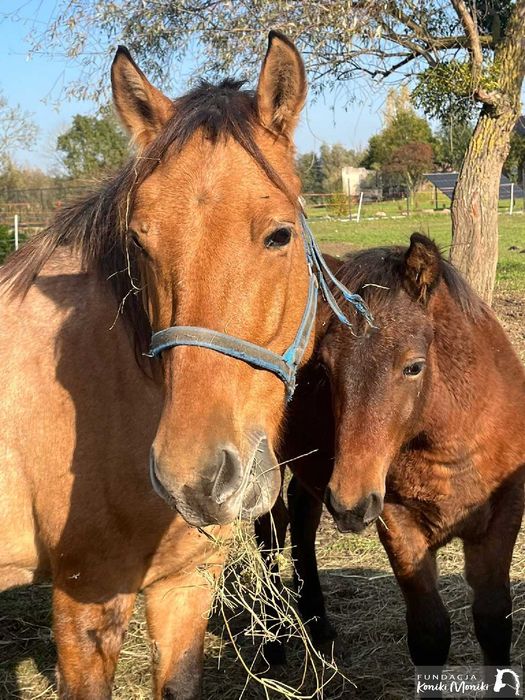 Alinka i Almanach koniki do darmowej adopcji