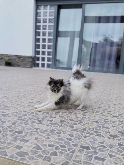 Spitz Anão miniatura
