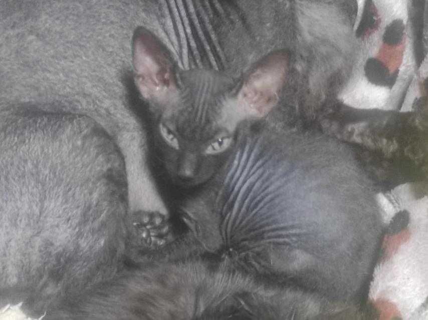 сфинкс донской браш и велюр