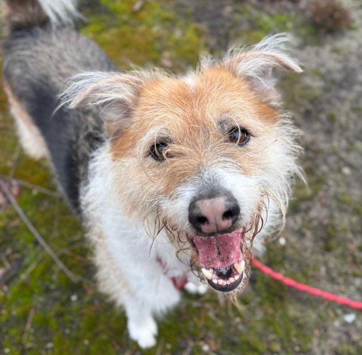 Kudłata Iskia szuka domu