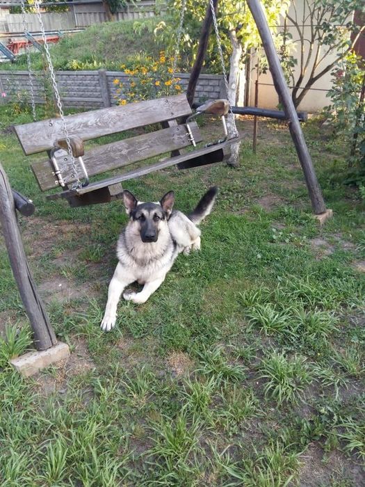 Східноєвропейський вівчар для в'язки