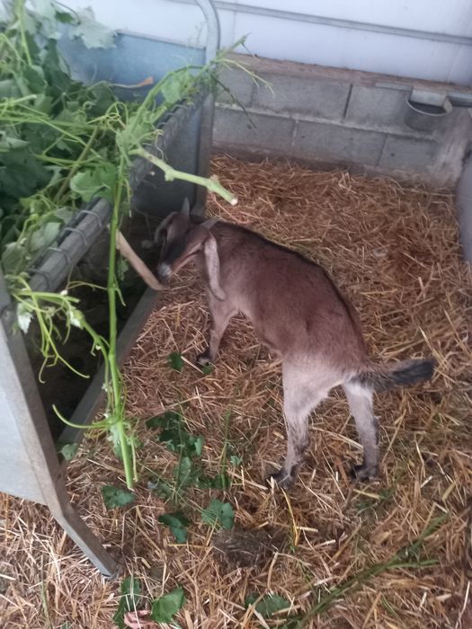 Cabrito anglonobiano