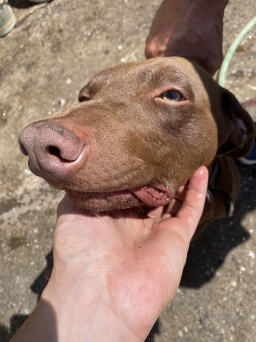Cão macho para ADOÇÃO Snoopy