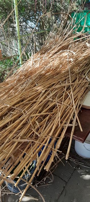 Bambus tyczki duża ilość