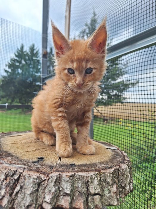 Rudy Mainecoon kocurek