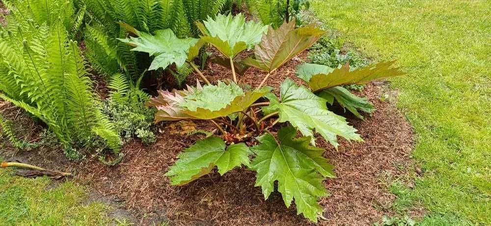 Rabarbar dłoniasty odm. tangucka 40 sztuk nasion