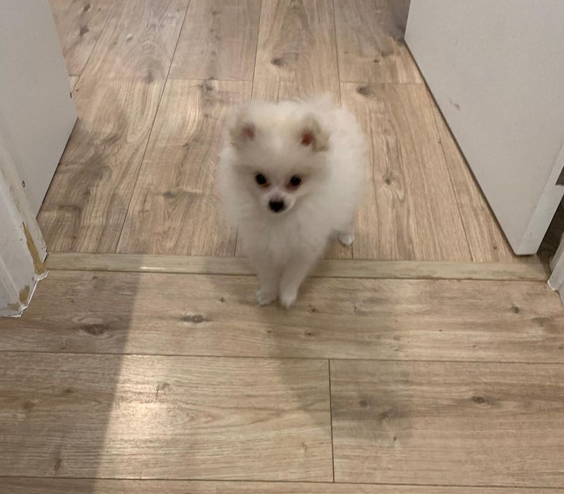 Spitz Alemão /Lulu da Pomerâniarânia