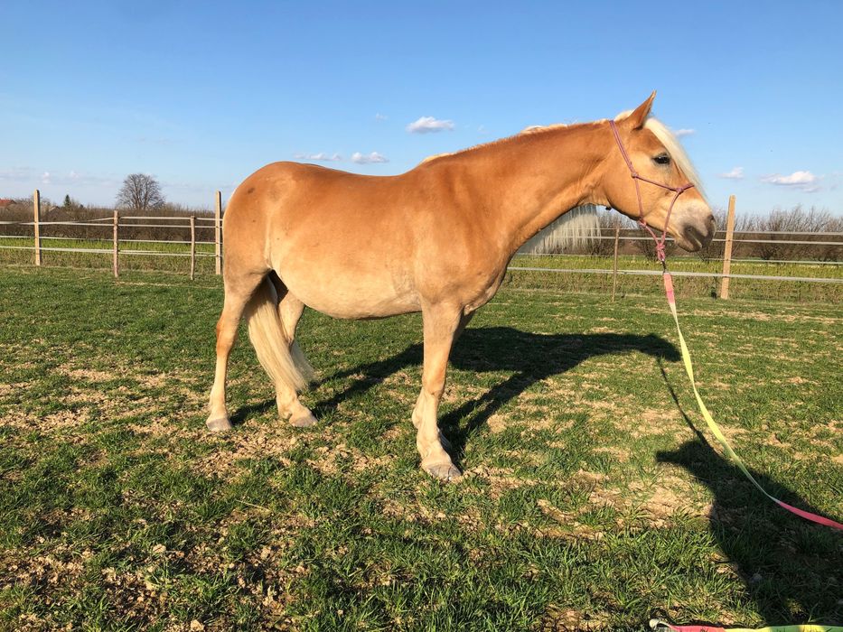 Piękna Klacz HAFLINGER