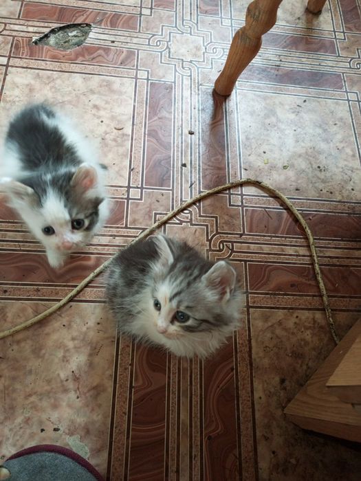 Віддам в добрі руки