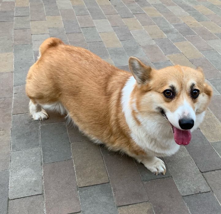 Собачка коргі пембпок