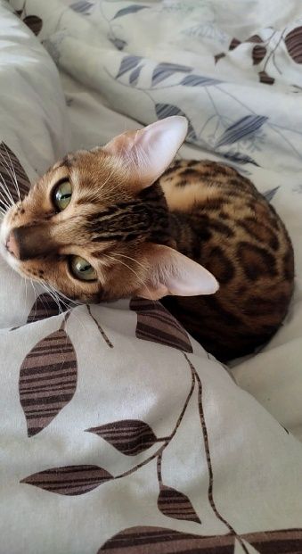 Бенгальська дівчинка