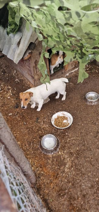 Собака джек рассел Люся