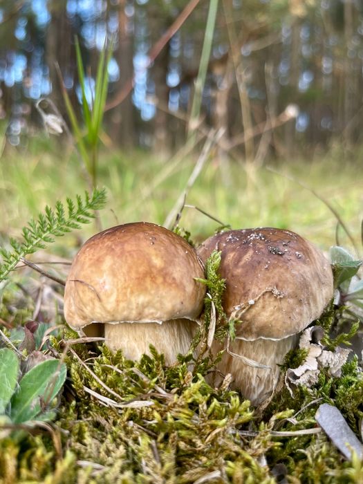 Romantyczny domek w lesie na wynajem / Prywatna balia/ Bory Tucholskie