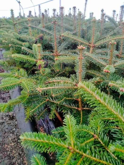 Jodła kaukaska WYSYŁKA Abies nordmanniana Ambrolauri