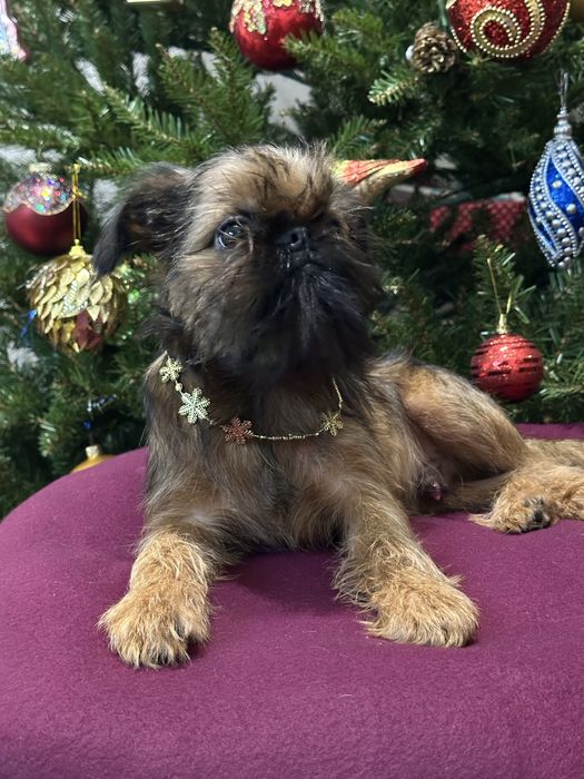 Брюссельський гриффон