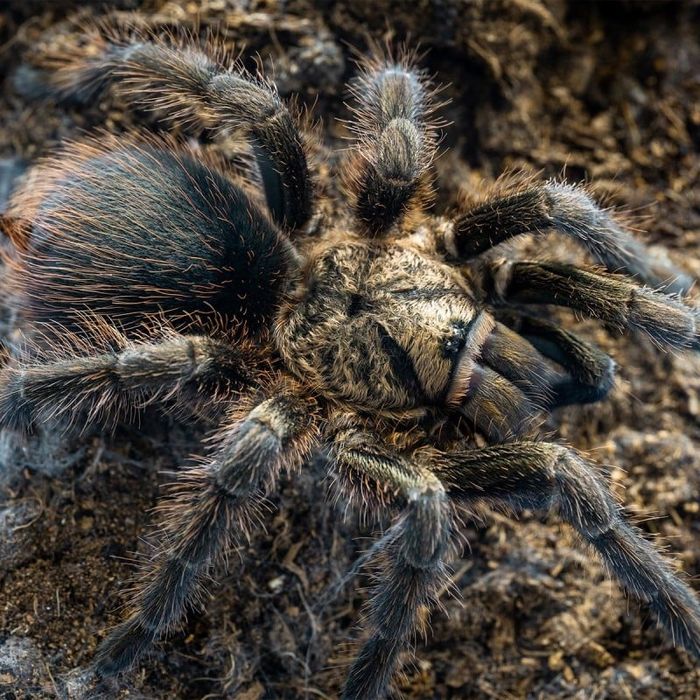 Phormictopus auratus L2 ptasznik pająk