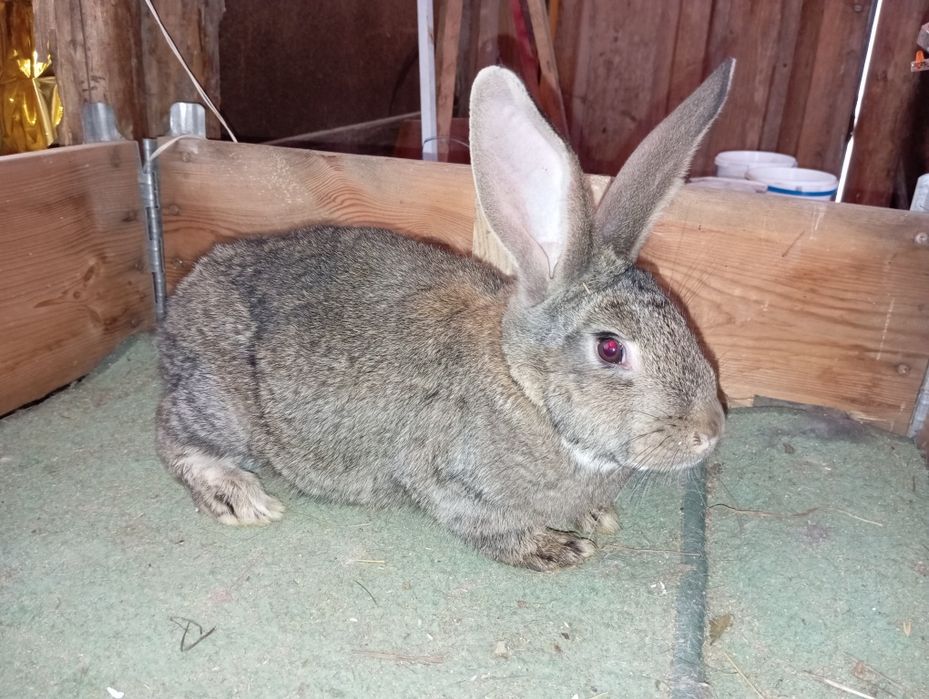 Продам кроликів.