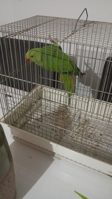 Ringneks maxos e fêmeas entrego em mão