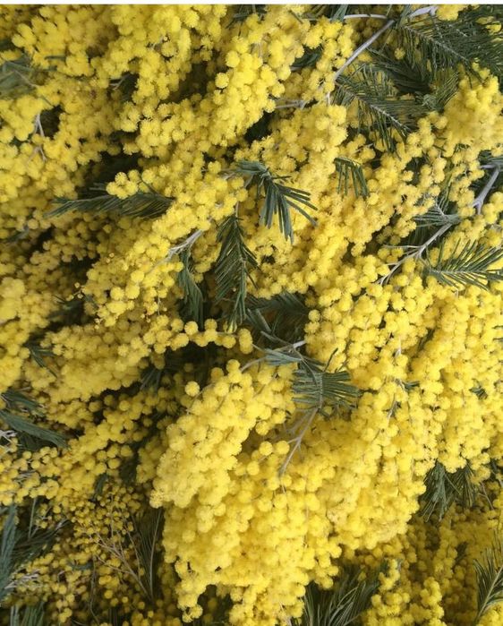 Мімоза, гіацинт, гортензія, тюльпани оптом з доставкою