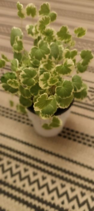 Пеларгонія недорого