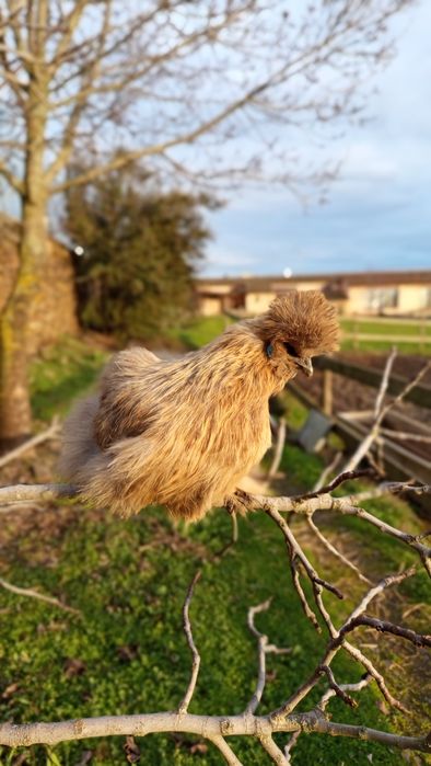 Ovos/Aves Sedosa do Japão