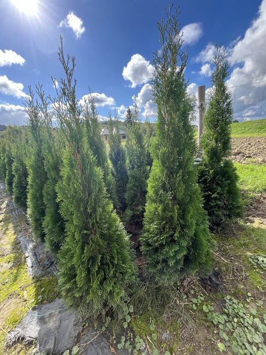 Tuje Szmaragd 100-220 cm