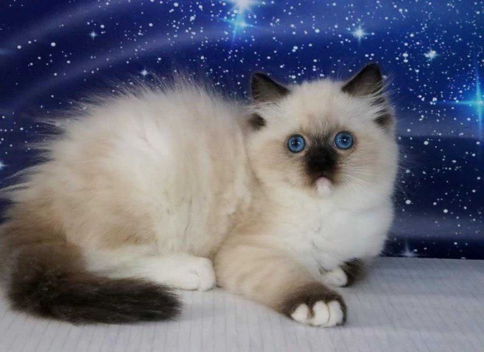 Блакитноокий котик з щепленням та гарними манерами. Порода Регдол