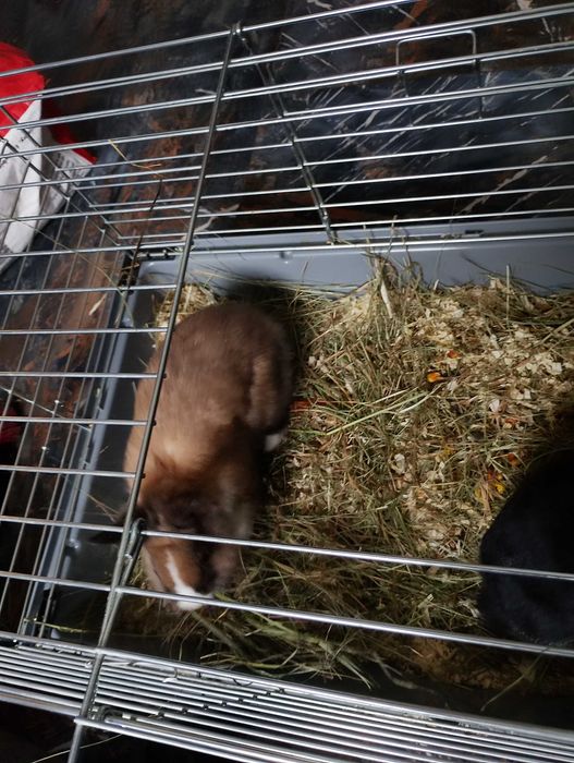 Króliki z klatką i siankiem
