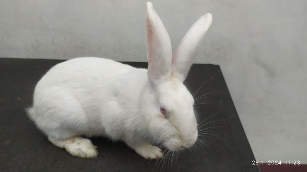 Кролі термони білі різного віку.