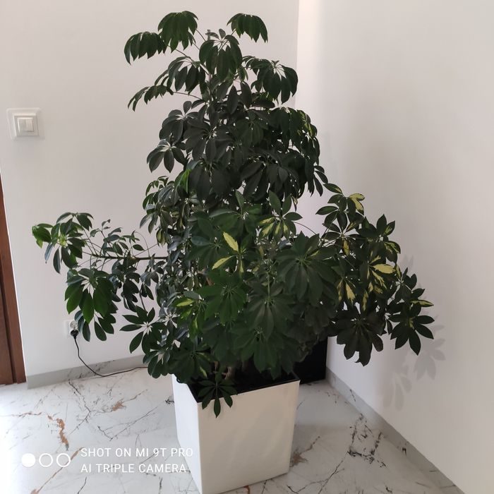 Kwiat doniczkowy SZEFLERA