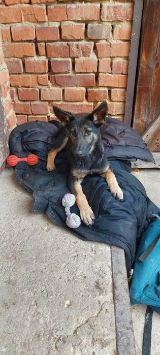 Терміново шукаємо родину!!!