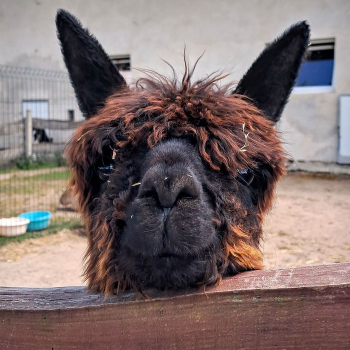 Samiec huacaya Amorek