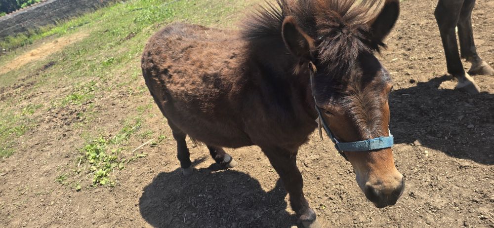 Burro anão com 7 anos