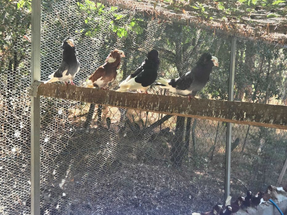 Pombos Capuchinho