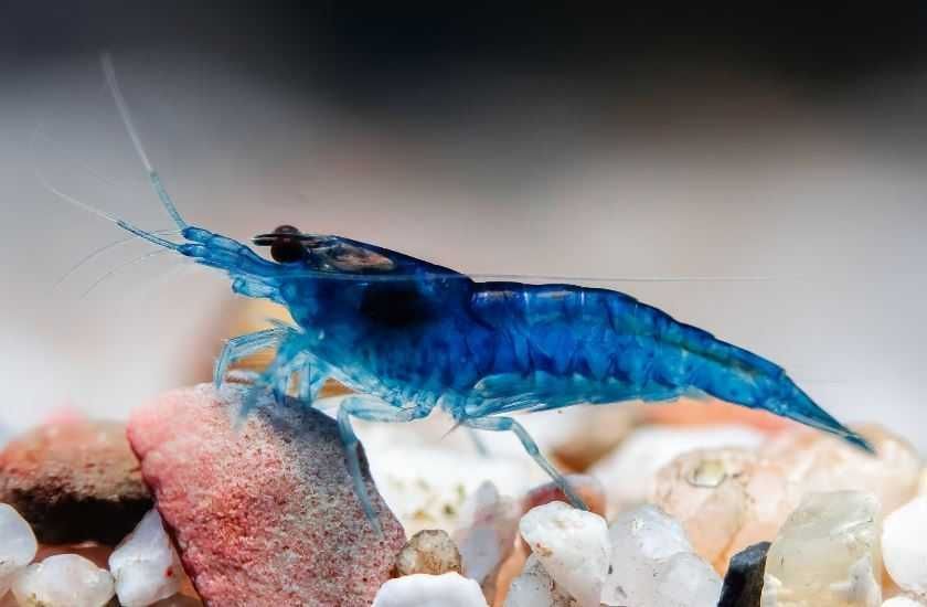 Krewetki Blue Velvet - SKALMAR Sklep Akwarysty