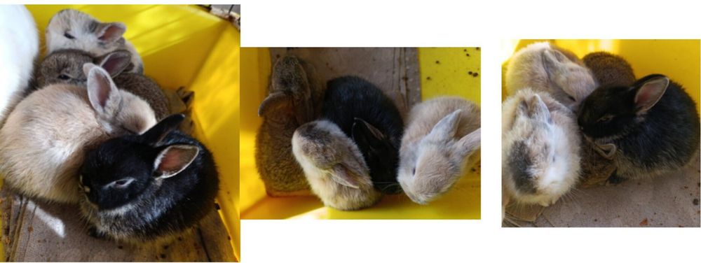 Нідерландський декоративний кролик, 1 місяць