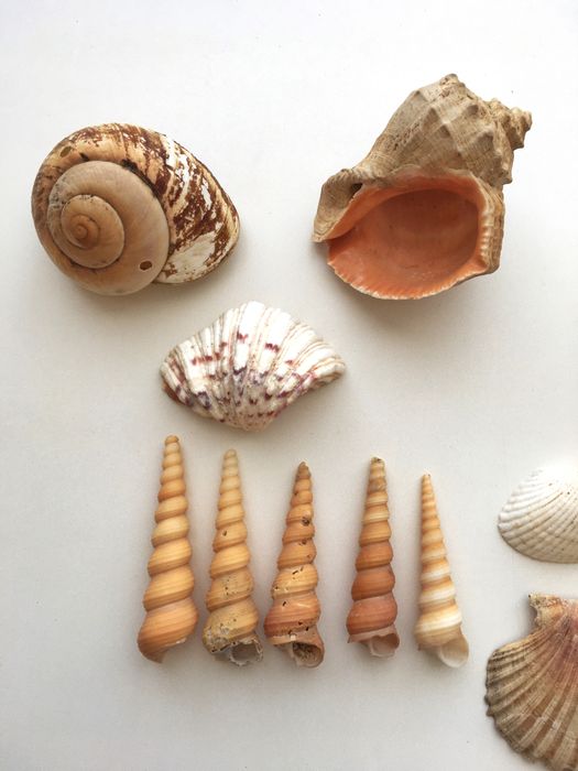 Мушлі океанічні морські  ракушки молюсків рапани