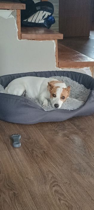 Oddam Za darmo  Jack Russell terier