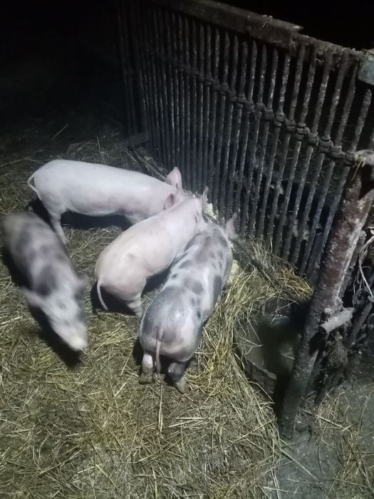 Продам ПОРОСЯТ!!!