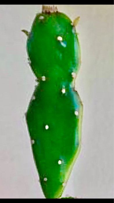 Кактус (сукулент) Опунція Бразильська