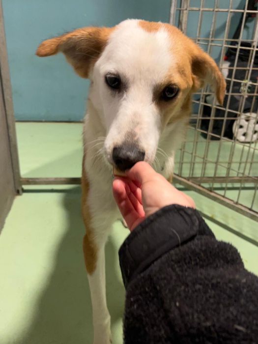 COOKIE - cachorro para adoção responsavel