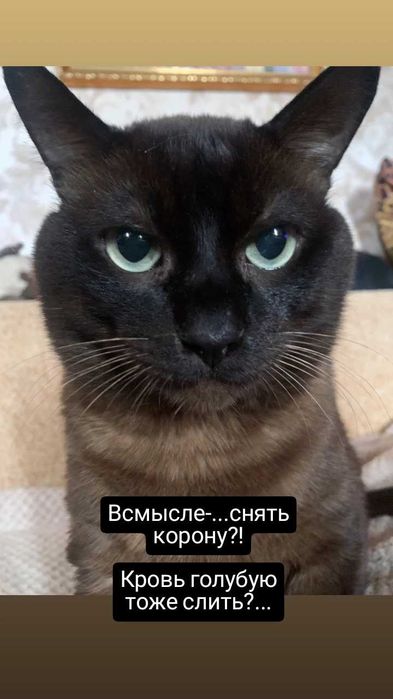 Тонкинез Зевс. Вязка. Порода кошки не принципиально