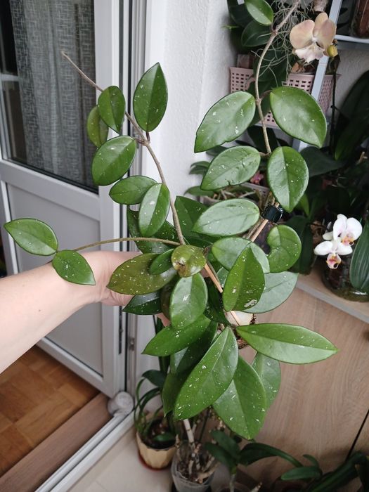 Орхідеї з домашньої колекції.