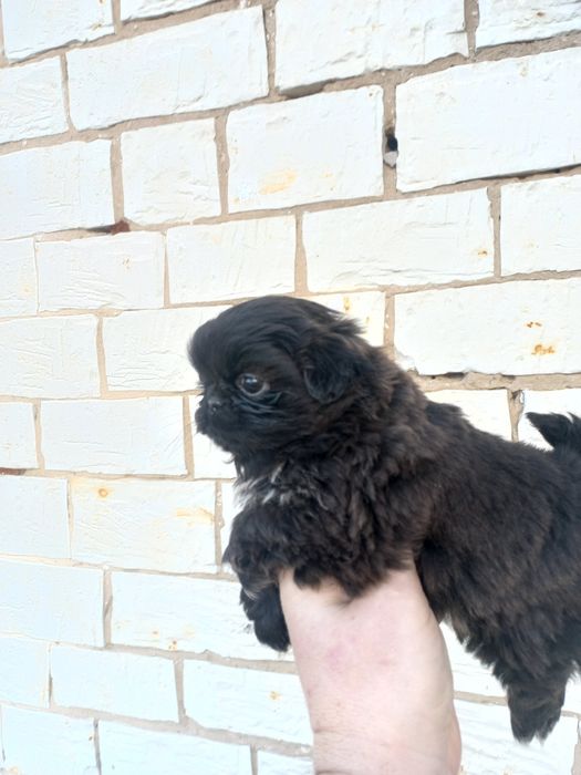 Pekińczyk miniaturka