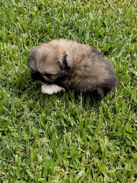 Shih-Tzu fêmea  disponível