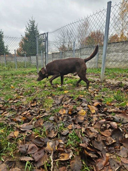 Oddam za darmo, do adopcji- Czekoladowy  Lambi szuka domu